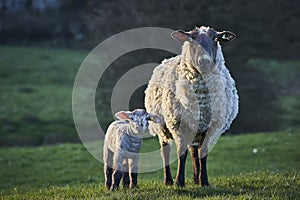 Sheep with newborn lamb in spring