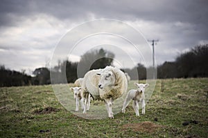 Sheep and Newborn Lambs