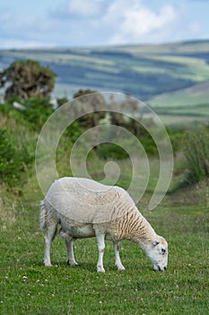 Sheep nipping the grass in the pasture in Exmoor