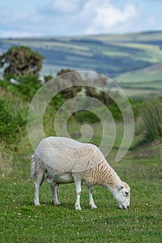 Sheep nipping the grass in the pasture in Exmoor photo