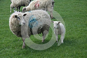 Sheep no 6 and her lamb