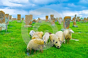 The sheep at Noratus Cemetery