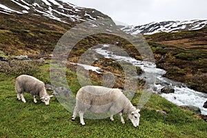 Sheep in Norway