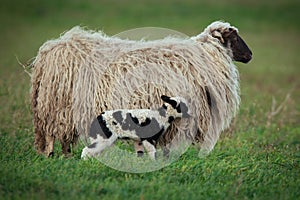 Sheep with offspring