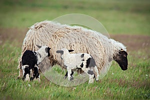 Sheep with offspring