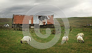 Sheep and old barn