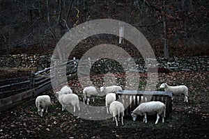 Sheep in Old New England