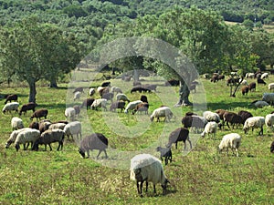 Sheep in an olive tree field