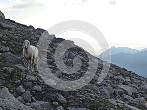 Sheep at Olperer hut, Berlin high path, Zillertal Alps in Tyrol, Austria photo