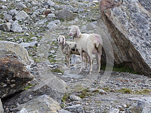Sheep at Olperer hut, Berlin high path, Zillertal Alps in Tyrol, Austria photo