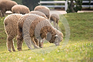 Sheep in the open field