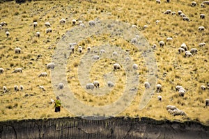 Sheep in open land photo