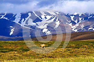 Sheep in open nature near Hvitarnes hut, Iceland