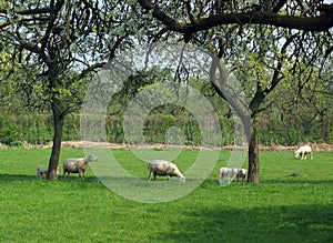 Sheep in orchard