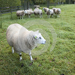 Sheep in an orchard in the netherlands near utrecht