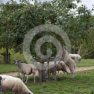 Sheep in an orchard at Temple Guiting, Cotswolds, Gloucestershire, England