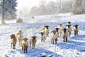 Sheep in Orlicke hory, Eastern Bohemia, Czech Republic