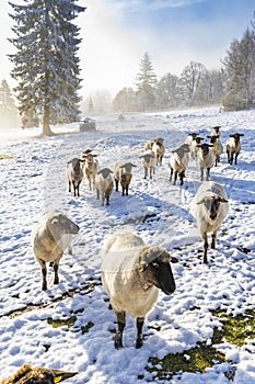 Sheep in Orlicke hory, Eastern Bohemia, Czech Republic