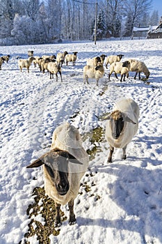 Sheep in Orlicke hory, Eastern Bohemia, Czech Republic