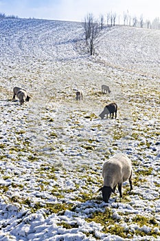 Sheep in Orlicke hory, Eastern Bohemia, Czech Republic