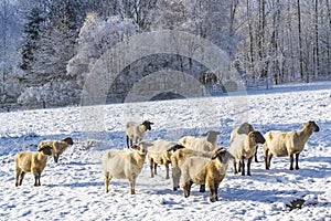 Sheep in Orlicke hory, Eastern Bohemia, Czech Republic