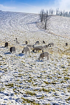 Sheep in Orlicke hory, Eastern Bohemia, Czech Republic