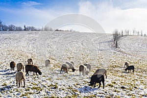 Sheep in Orlicke hory, Eastern Bohemia, Czech Republic