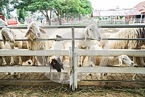 Sheep in outdoor farm waiting for feeding