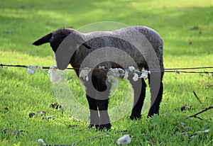 Sheep  photo