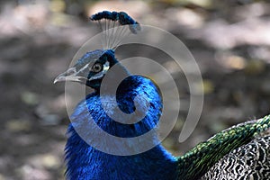 Peacock  photo