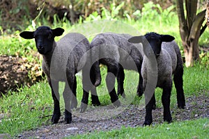 Sheep  photo