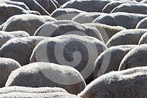 Sheep - Ovejas photo