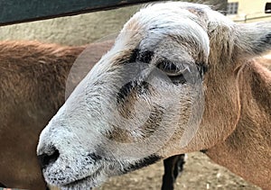 Sheep-Ovis ammon aries, female, close-up