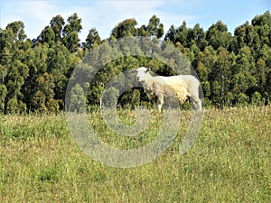 Sheep // Ovis Aries