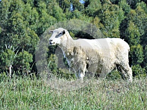 Sheep // Ovis Aries