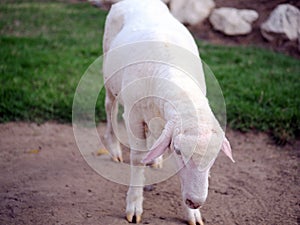 Sheep Ovis aries