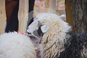 sheep packed in small space
