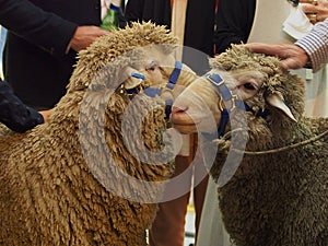 Sheep at a Party.