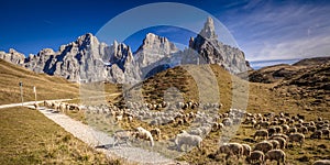Sheep in passo rolle photo