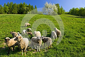 Sheep pasturage