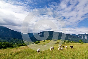 Sheep on pasture