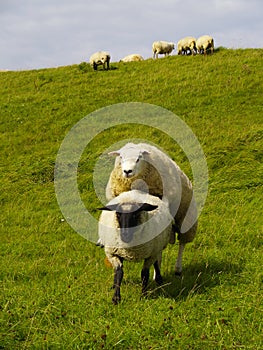 Sheep on pasture