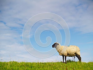 Sheep on pasture