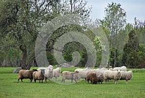 Sheep on the pasture