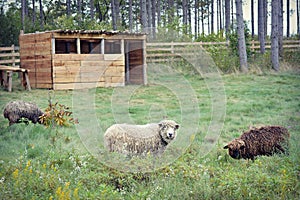 Sheep in Pasture