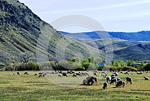 Sheep in Pasture in Carson City, Nevada