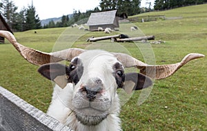 Sheep on pasture