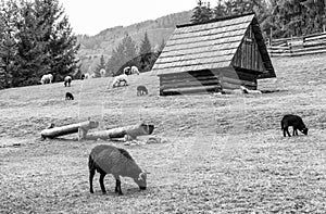 Sheep on pasture