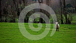 A sheep in the pasture, farming