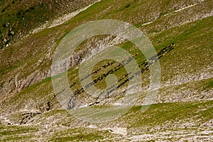 Sheep on pasture,high from the mountains